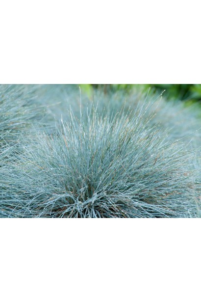 Elijah Blue – декоративний злак з блакитним листям